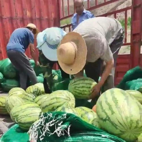 甘肃陇南网红吃瓜视频,揭秘当地特色美食与风土人情